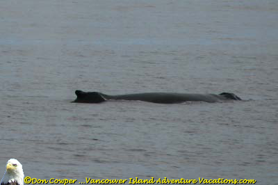 Humpback Whale in Alberni Inlet