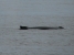 4. Along the way we were fortunate to see some of the resident humped back whales that inhabit the area. We had several close encounters with these huge mammals while in the kayaks but conditions were not right for picture taking.