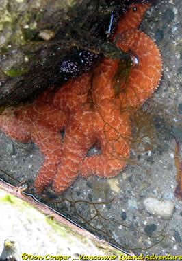 Starfish Underwater-2