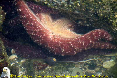 Starfish Underwater