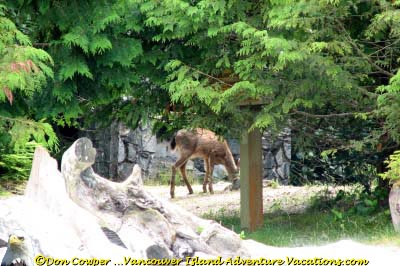 Young Deer Grazing