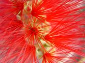 Close up of bottle brush