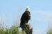 2. In a kayak you can get quite close to nature. We took this picture of a majestic bald eagle with a ten times optical zoom lens.