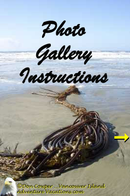 Instructions For Using This Photo Gallery
