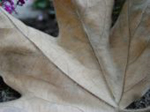 Leaf Close Up