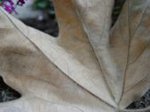 Leaf Close Up
